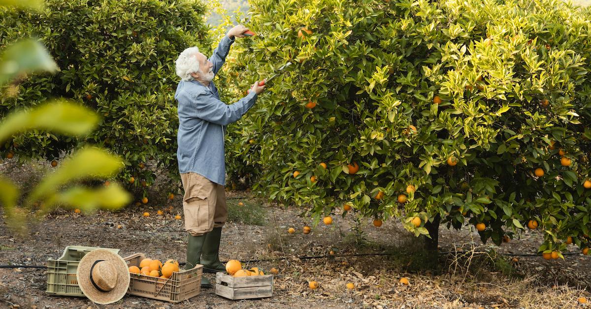 senior-man-harvesting-orange-trees