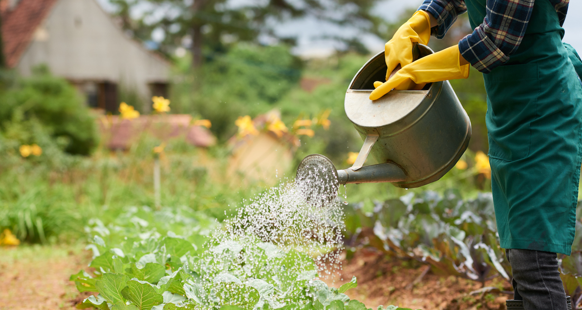 shot-unrecognizable-gardener-watering-cabbage-crop-from-spray-can