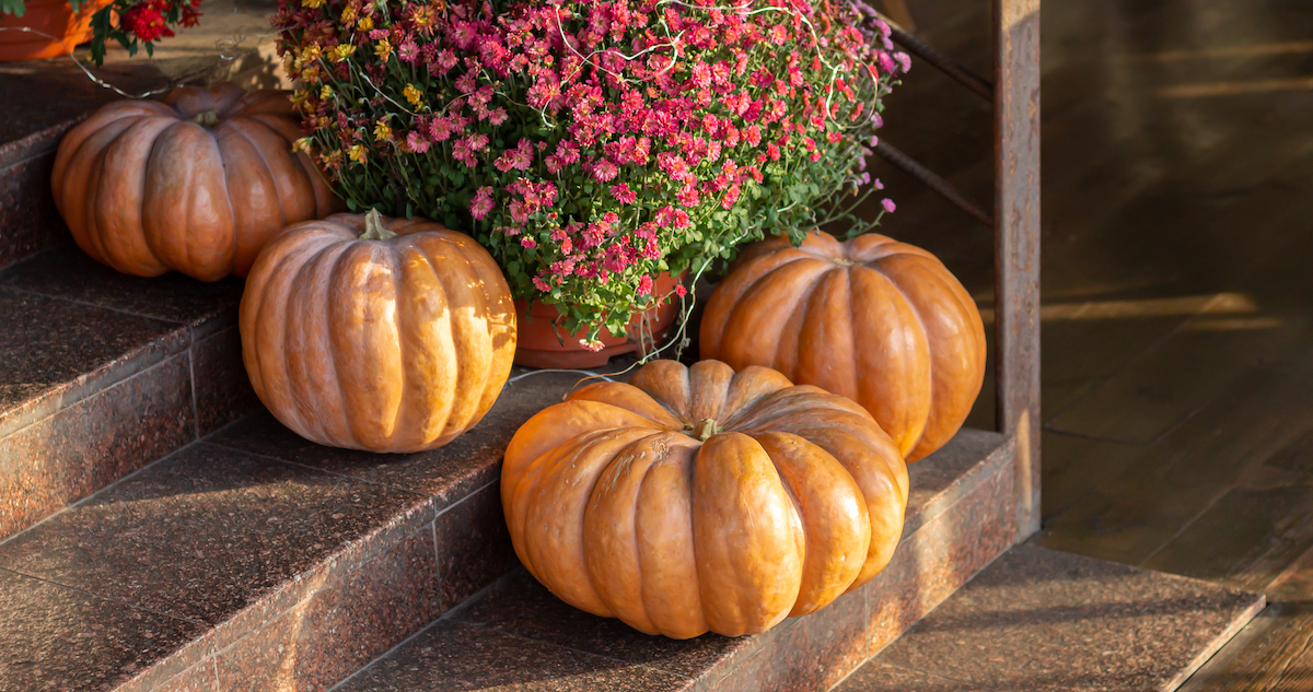 thanksgiving-halloween-decorated-front-door-with-large-pumpkins-chrysanthemum-autumn-season-concept