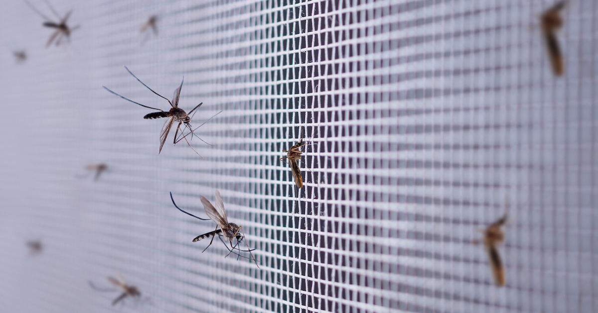many-mosquitoes-insect-net-wire-screen-close-up-house-window